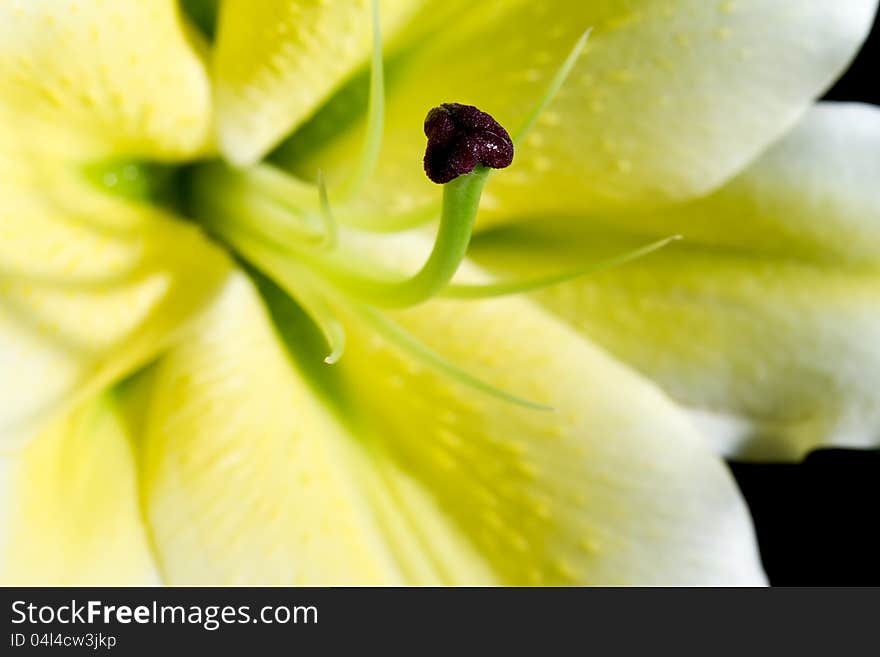 Yellow lily on black background