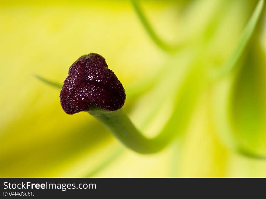 Closeup shot of yellow lily pollen. Closeup shot of yellow lily pollen