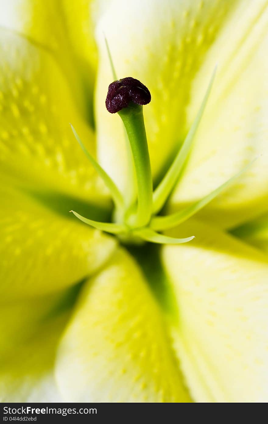 Yellow lily pollen closeup