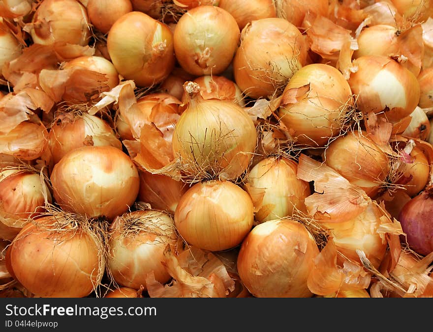 Harvest Onions