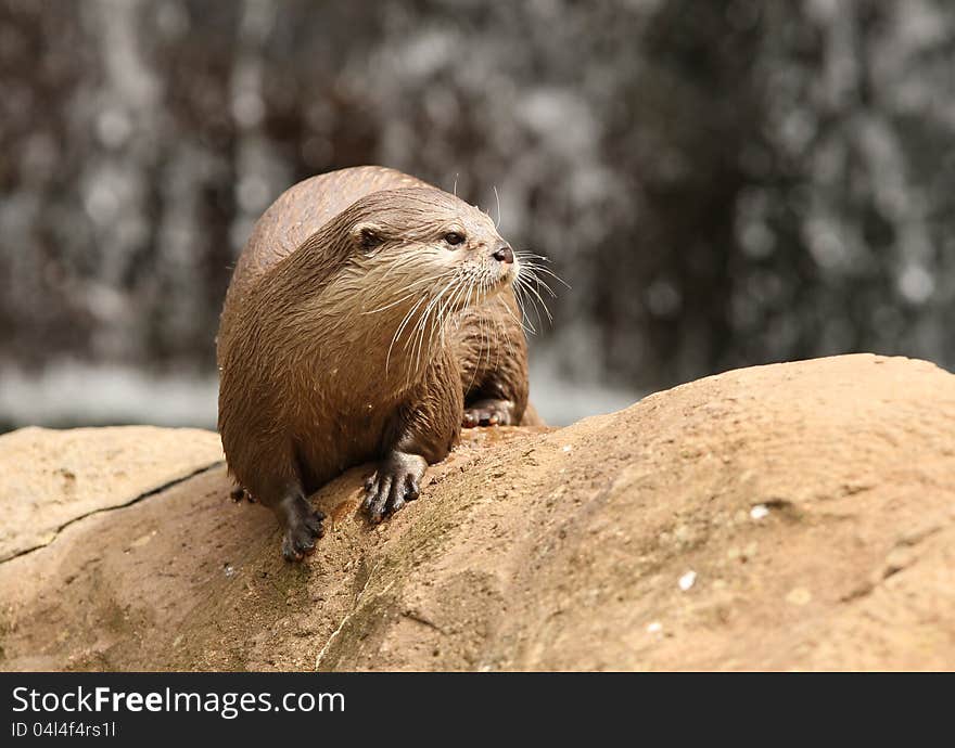 Portrait of a Oriental Short-Clawed Otter