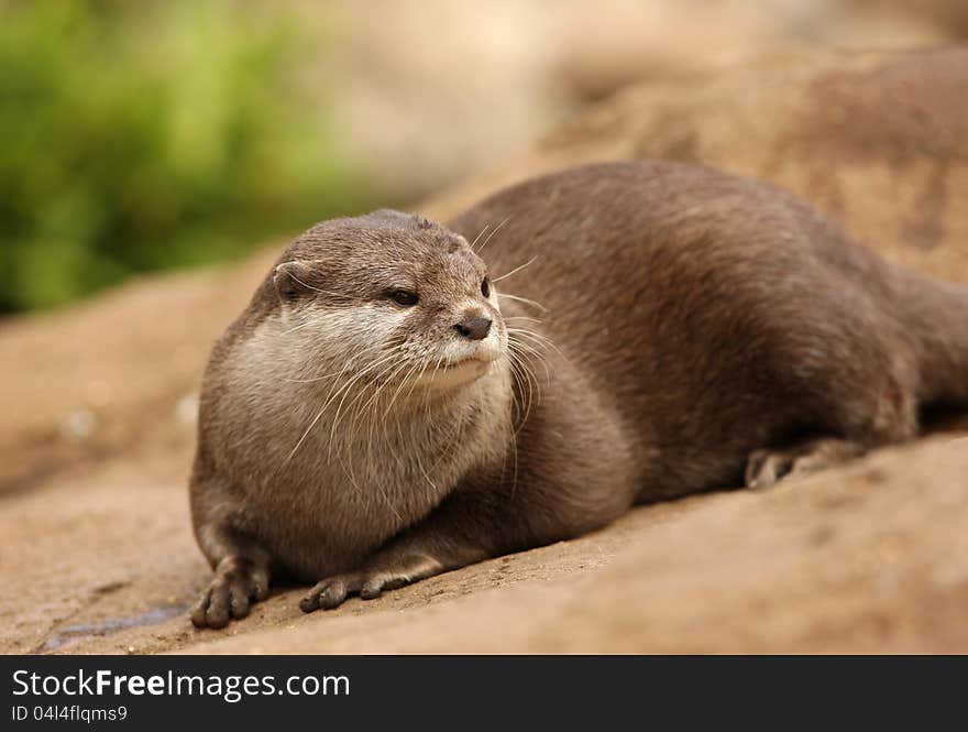 Portrait of a Oriental Short-Clawed Otter