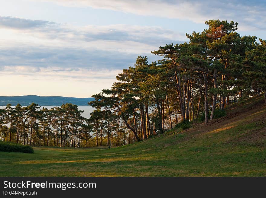 Trees on the hill, near from the lake Balaton. Trees on the hill, near from the lake Balaton