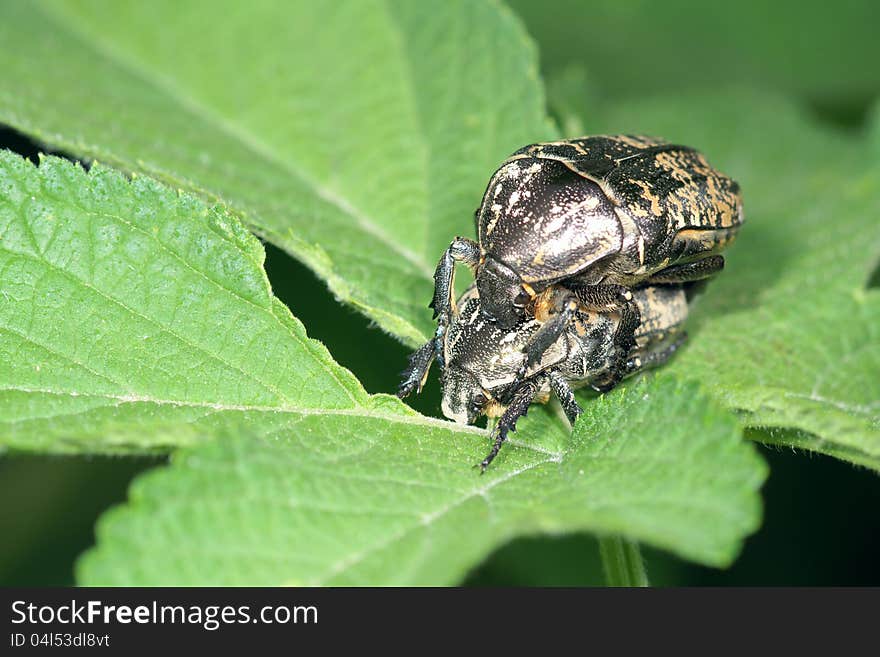 A pair of black tumblebug are mating