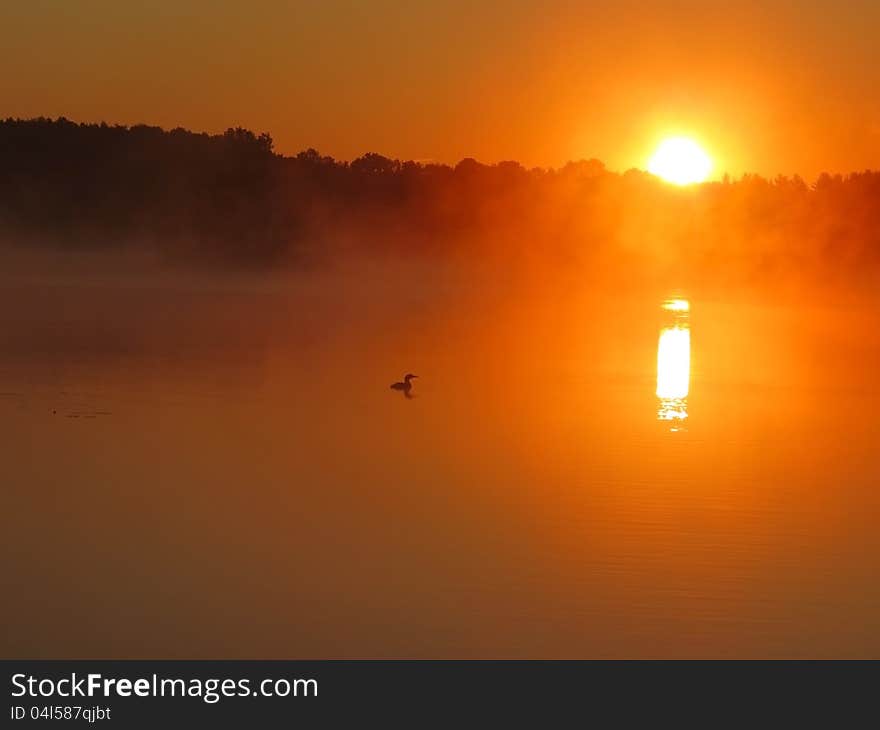 Common loon swimming peacefully at sunrise while the fog rolls off the pond. Common loon swimming peacefully at sunrise while the fog rolls off the pond.