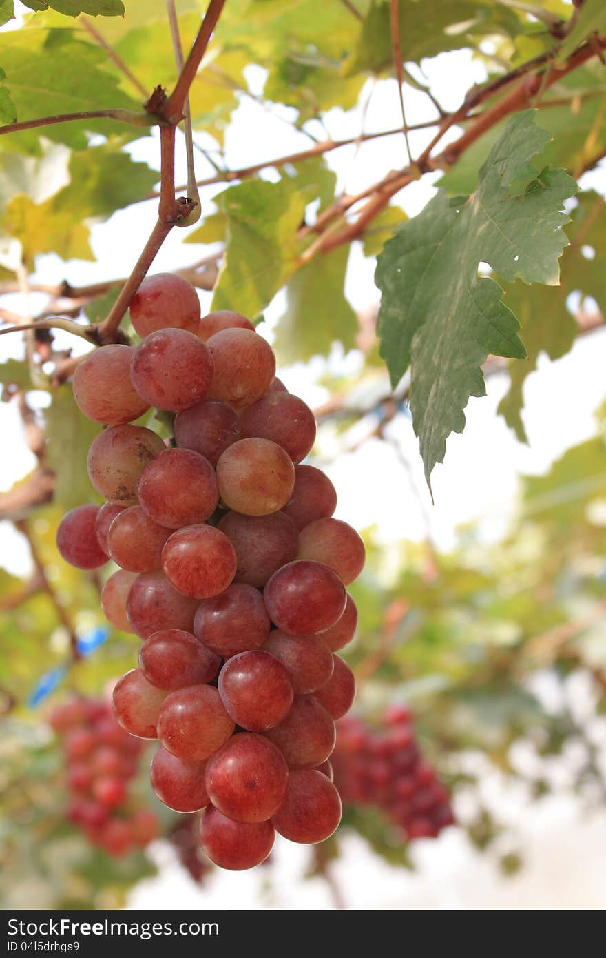 Grape fruit with a sweet and acid taste Can be taken to Weiss. Grape fruit with a sweet and acid taste Can be taken to Weiss.