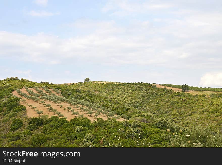 Olive tree orchard in sunny Greece. Olive tree orchard in sunny Greece