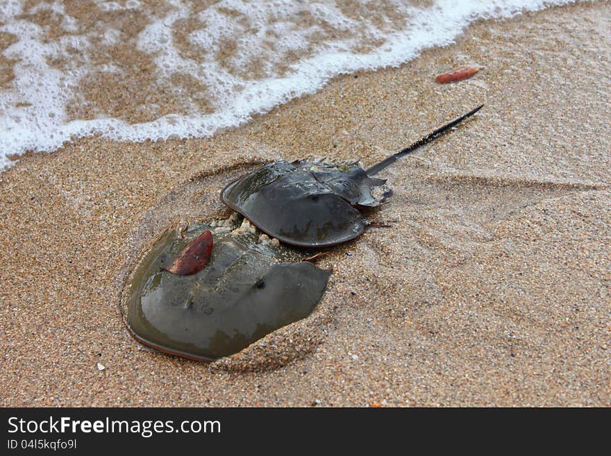 Two Horseshoe crab