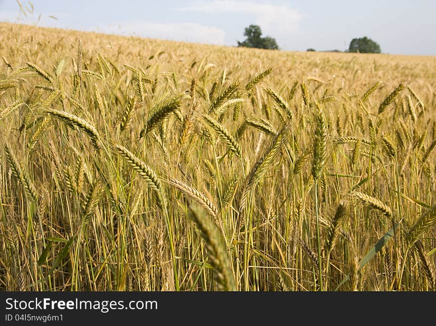 Detail in a few ears of corn field. Detail in a few ears of corn field