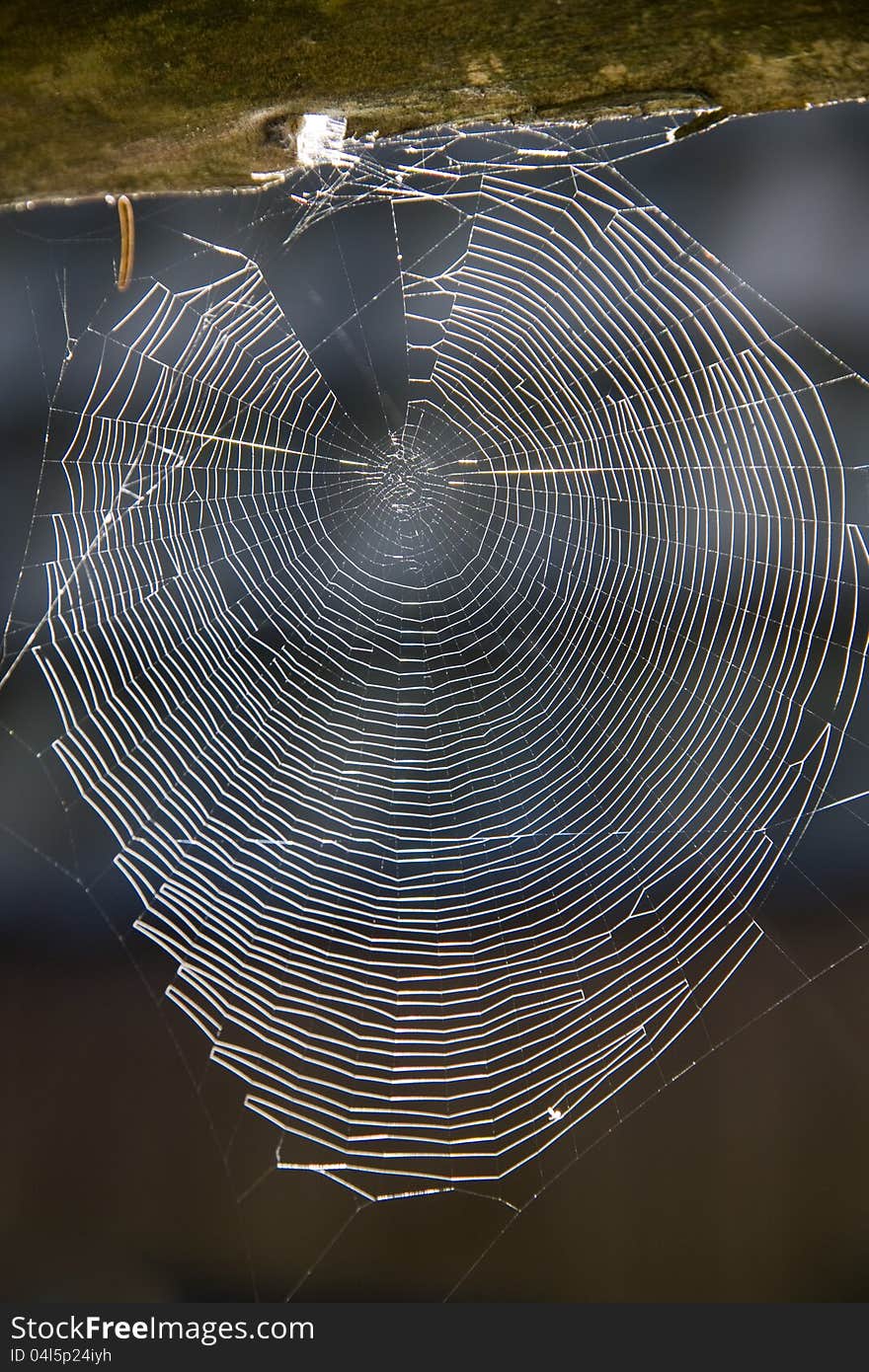 Spider net caught on a piece of wood, spider web isolated from the background