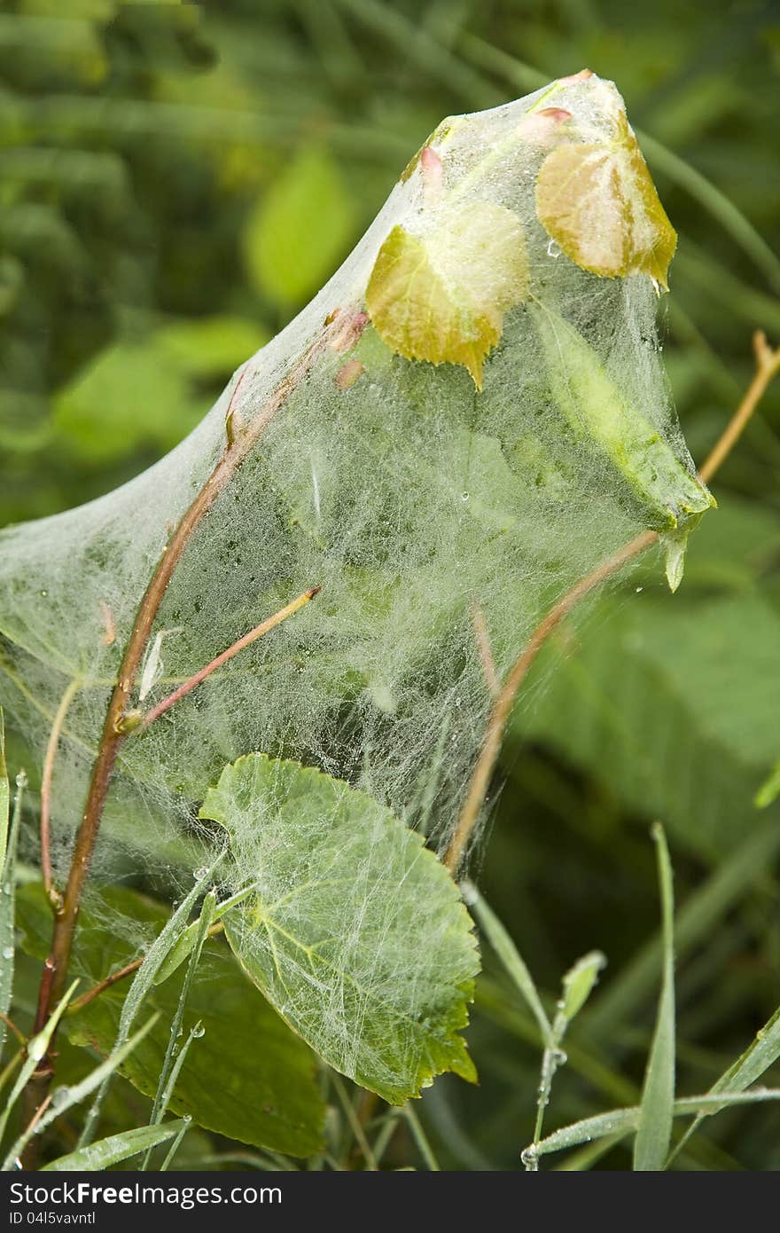 Plant In A Spider Web