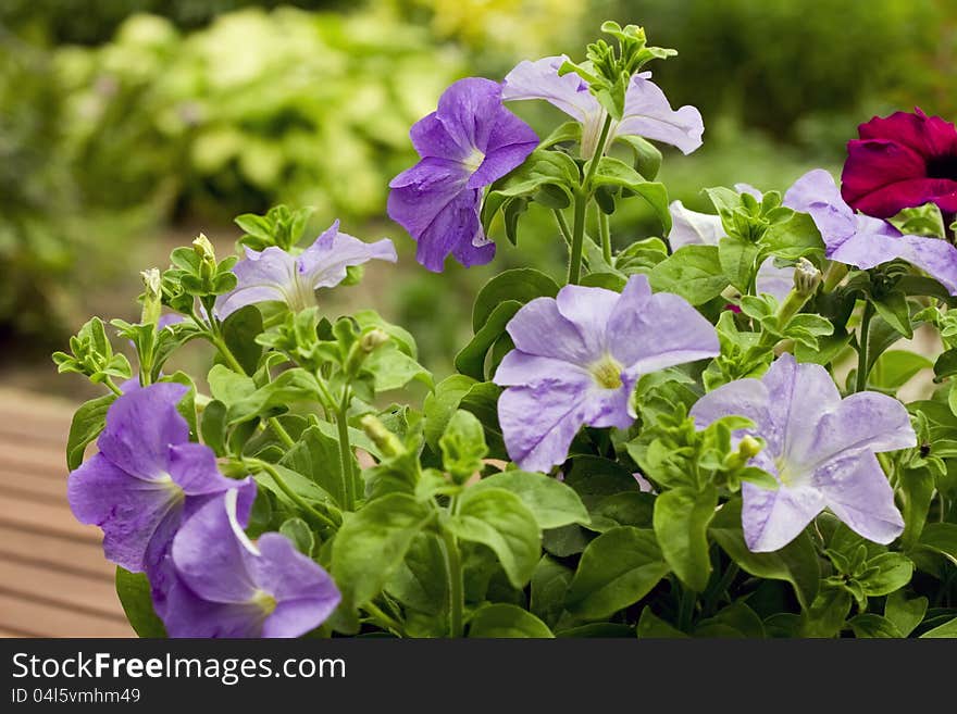 Bright lilac and purple petunias