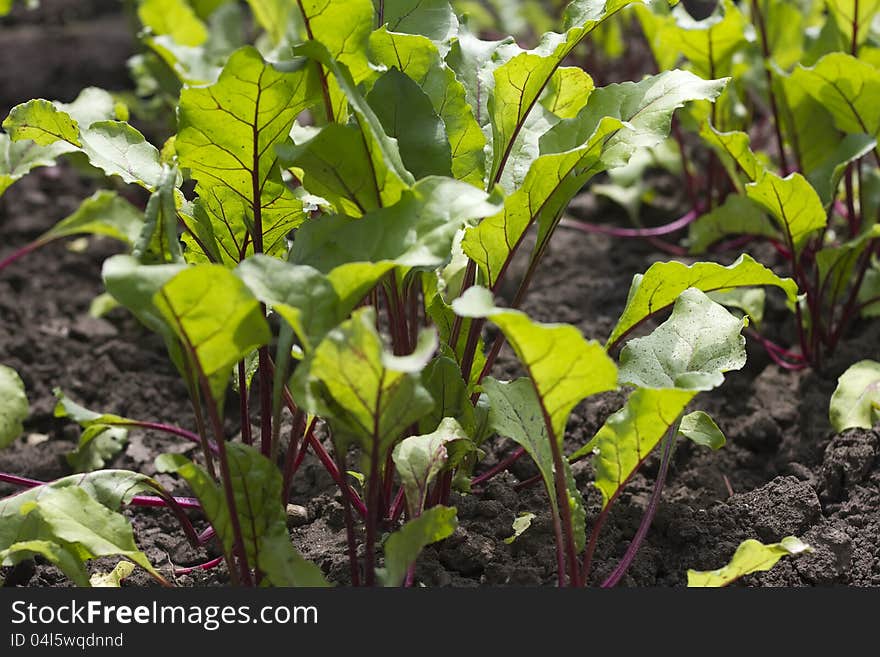 Young beetroot growing on the vegetable bed