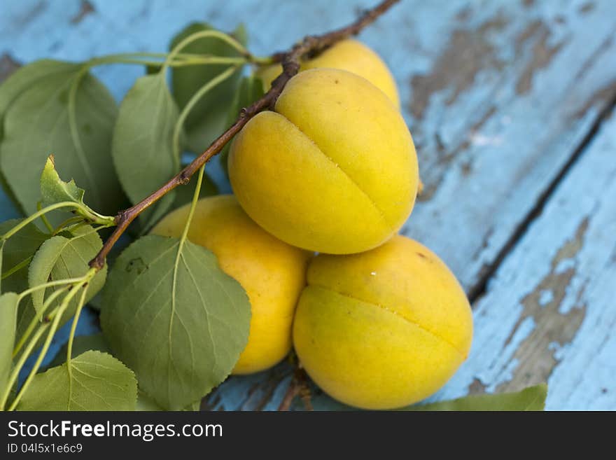 Fresh apricots on stem with leaves on old blue wooden background