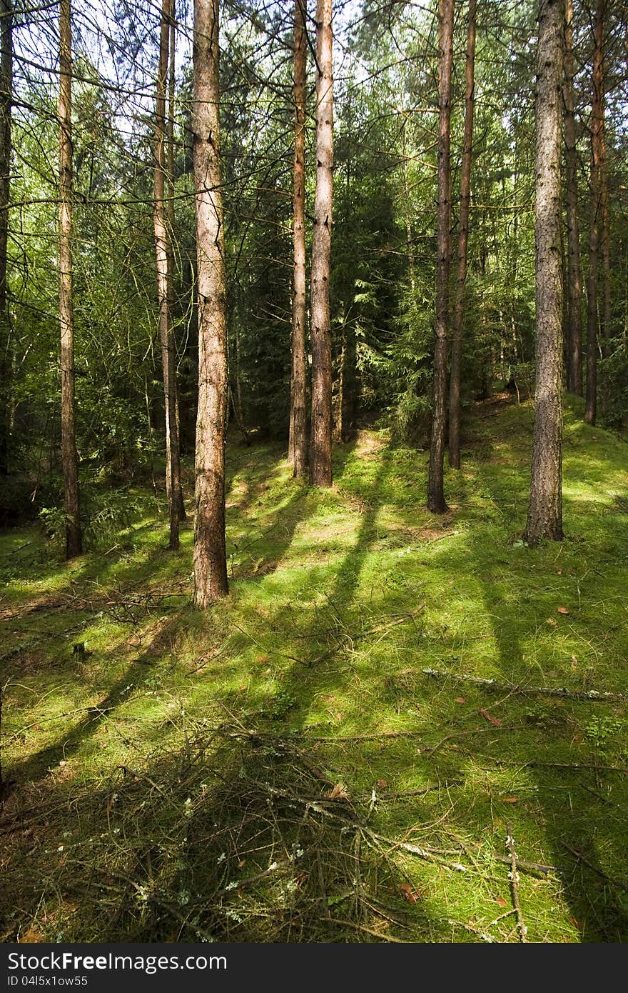 Shadows of trees on the green moss in the woods, tribes in the green pine forest. Shadows of trees on the green moss in the woods, tribes in the green pine forest