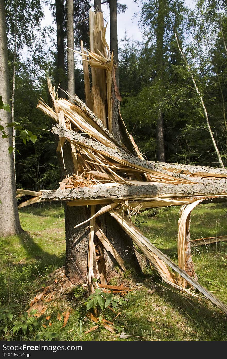 Broken tree