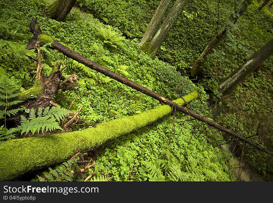 Two trees fallen over themselves, pads tree completely covered with moss. Two trees fallen over themselves, pads tree completely covered with moss