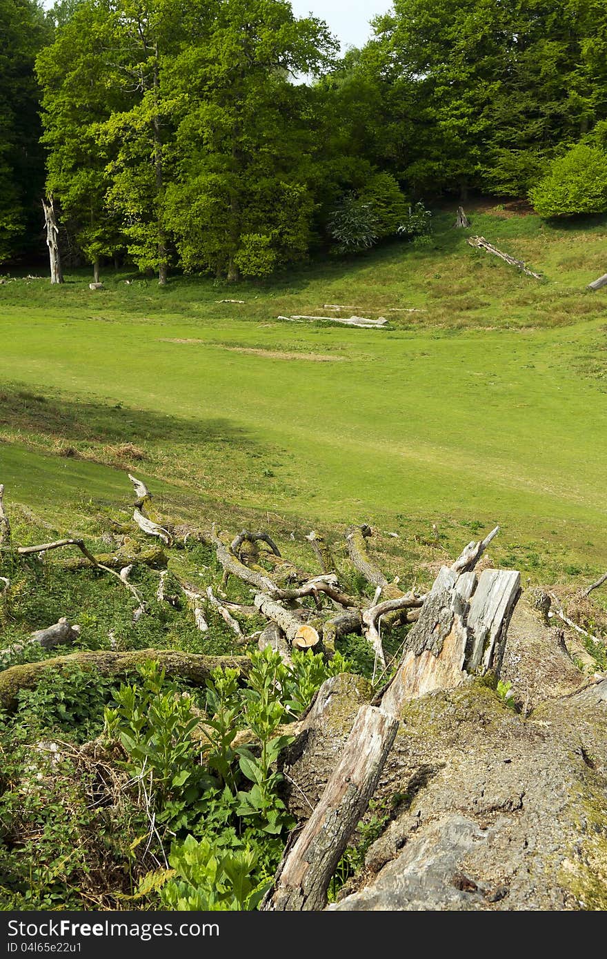 Old fallen tree in Knole park, Sevenoaks in England