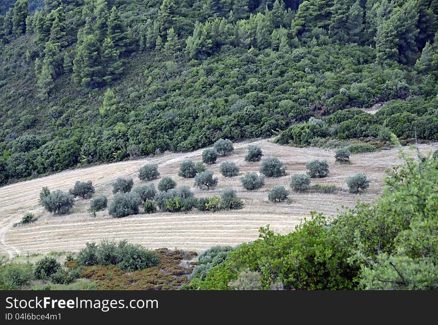 Olive tree orchard in sunny Greece. Olive tree orchard in sunny Greece