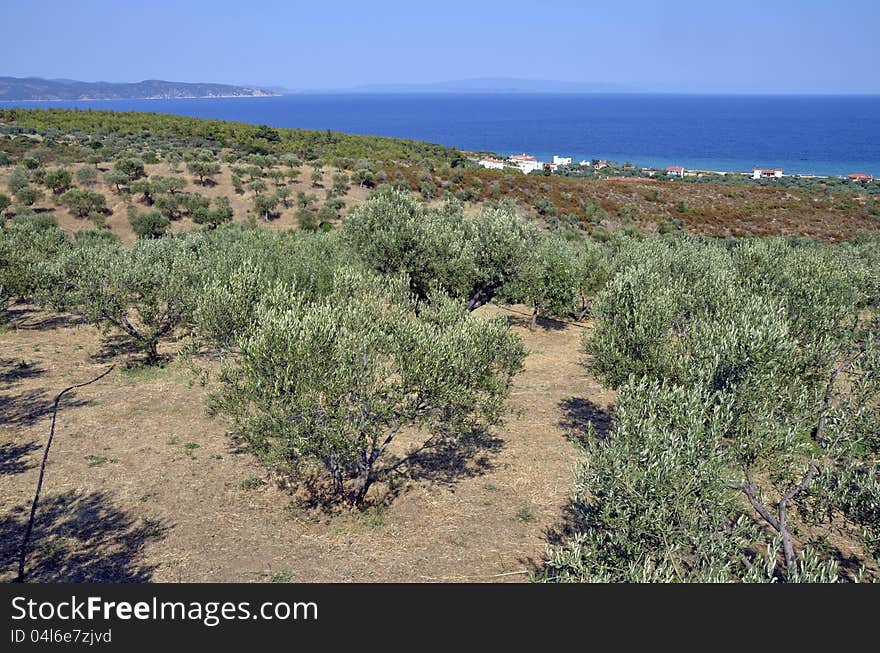 Olive tree orchard in sunny Greece. Olive tree orchard in sunny Greece