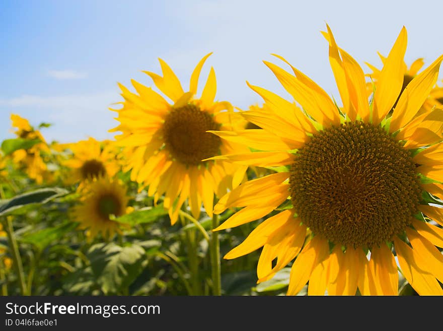 Sunflower field on blue sky with clouds