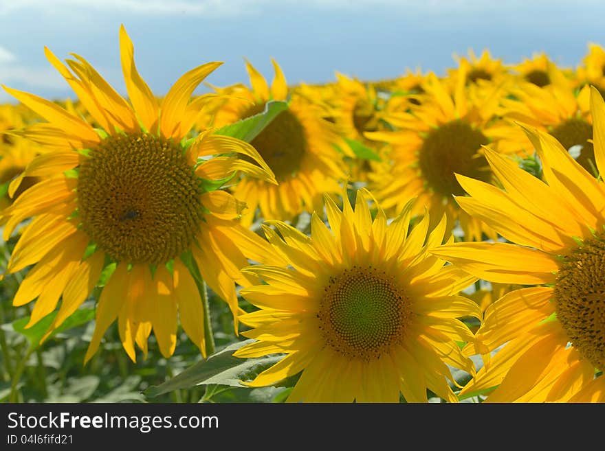 Sunflower field on blue sky with clouds