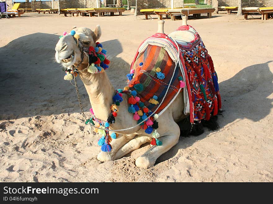 African camel on the beach in Hurgada, Egypt