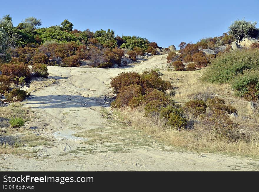 Olive tree orchard in sunny Greece. Olive tree orchard in sunny Greece