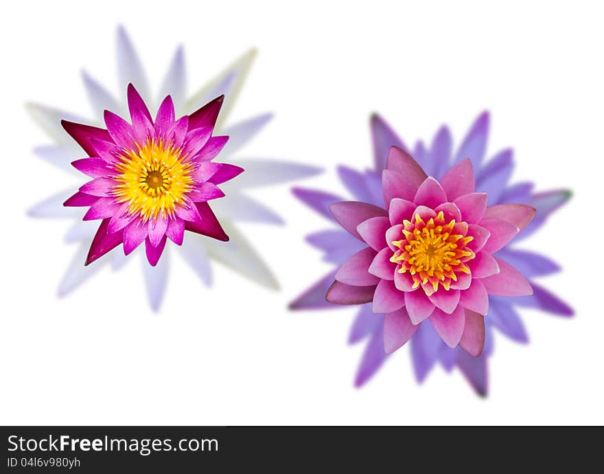 Isolates of lotus flowers with purple, white and pink flowers that are two nested pairs. Isolates of lotus flowers with purple, white and pink flowers that are two nested pairs.