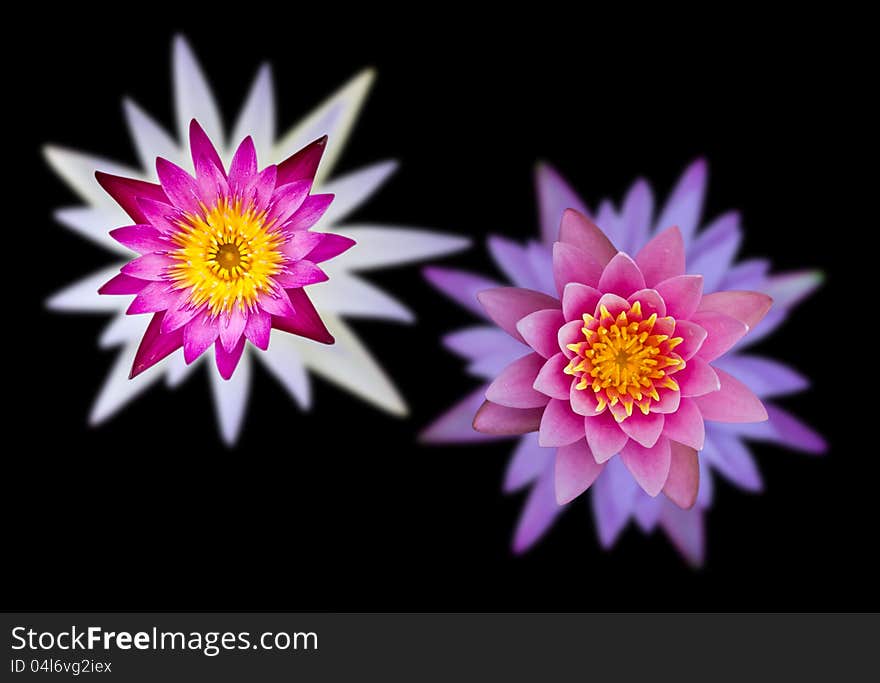 Lilies with purple, pink, white and stacked on a black background. Lilies with purple, pink, white and stacked on a black background.