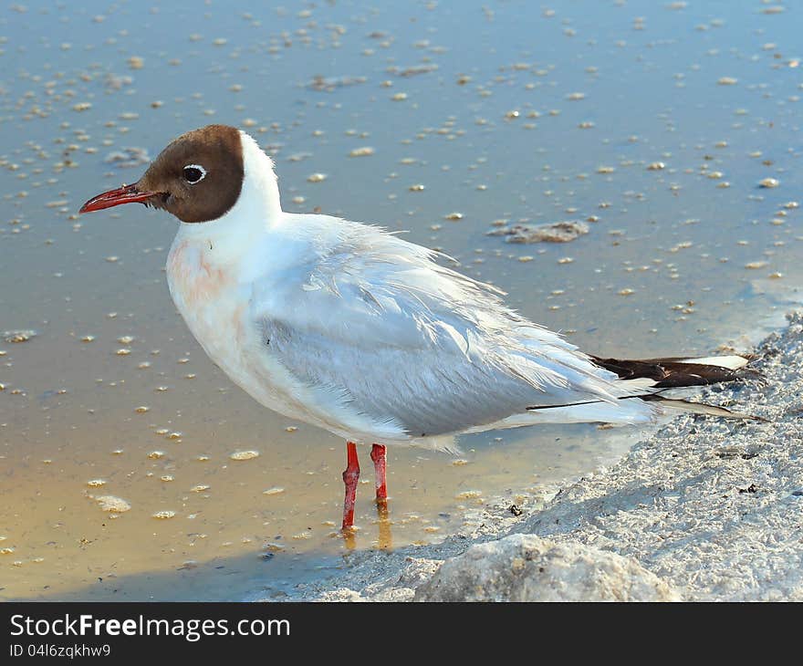 Black-headed Gull (Chroicocephalus ridibundus) on riverbank. Black-headed Gull (Chroicocephalus ridibundus) on riverbank