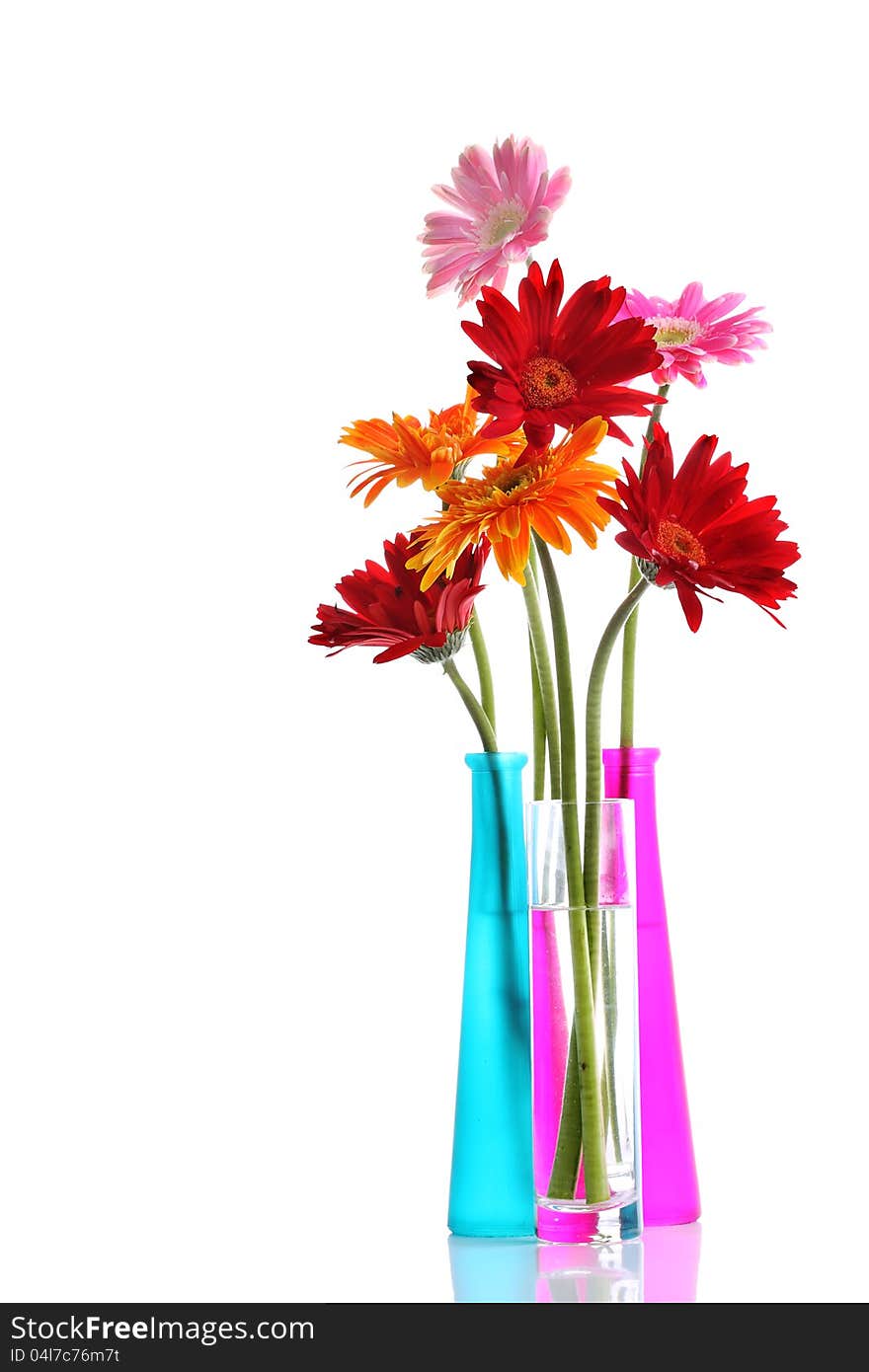 Colorful gerbers flowers isolated in round vase with copyspace