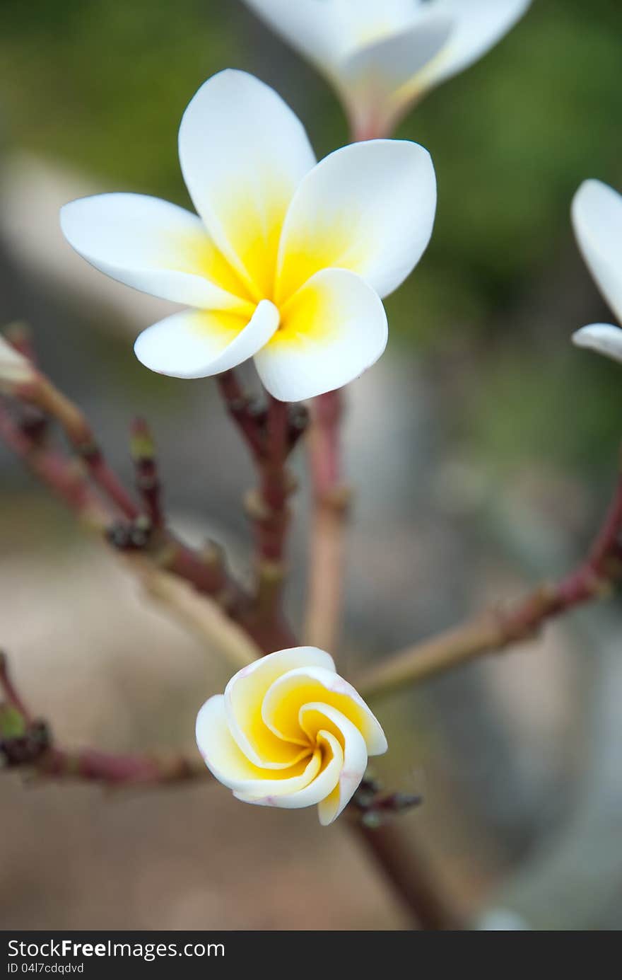 Blooming Plumeria