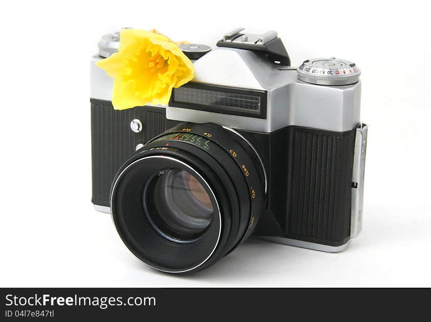 Old film camera on white with yellow narcissus