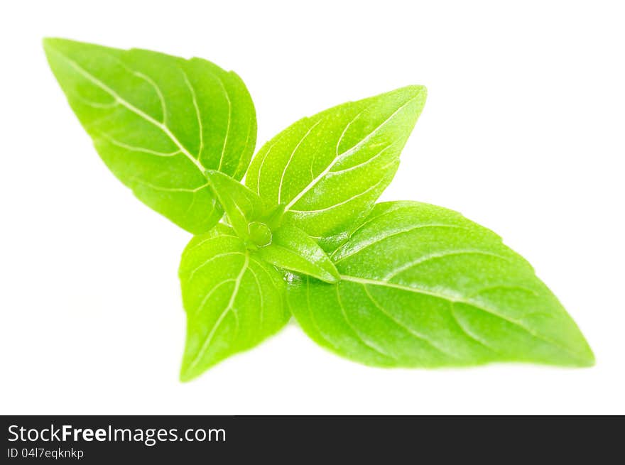 A branch of fresh green basil isolated on a white background. A branch of fresh green basil isolated on a white background