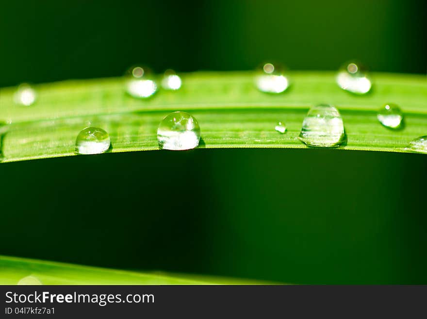 Drops of rain on grass