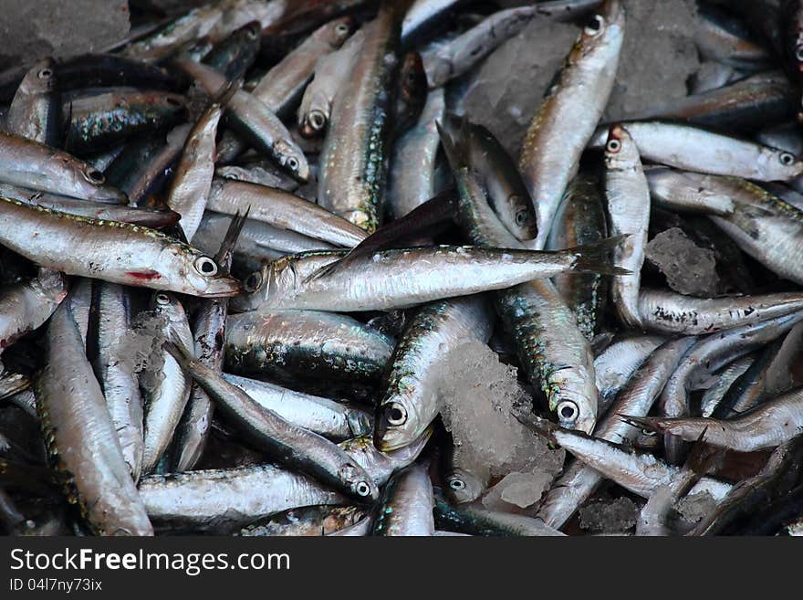 Fresh Anchovies On Ice