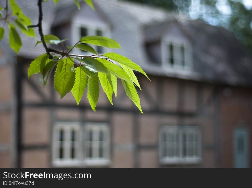 Tudor house through cherry tree leaves.