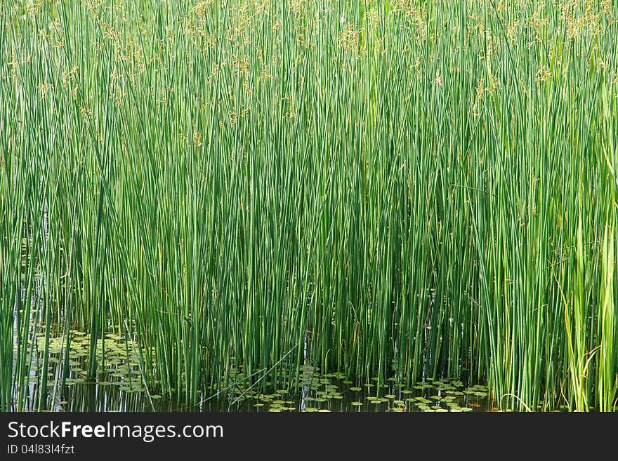 Bulrush