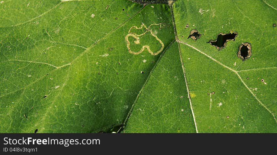 A detail of a green leaf