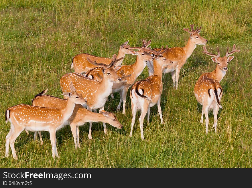 A herd of young deer are resting on the meadow. A herd of young deer are resting on the meadow