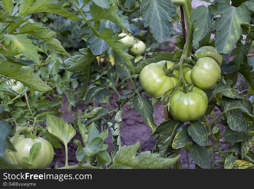 Young  green tomatoes  on stem