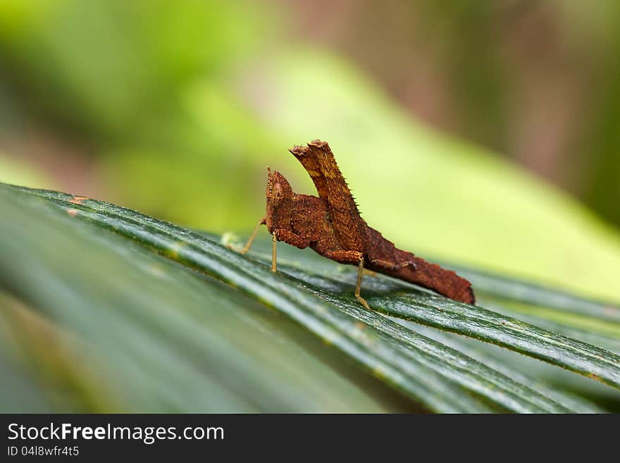 Grasshopper In Front Of Natural Background