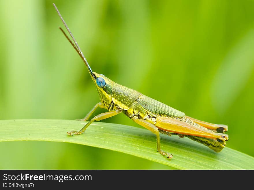 Grasshopper in front of natural background in the forest