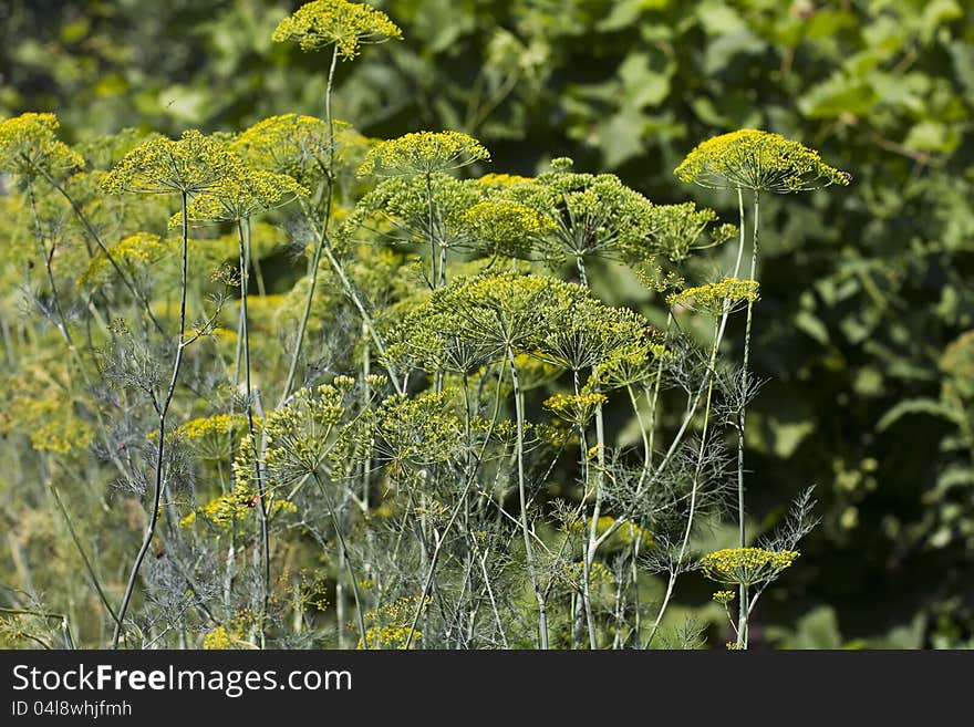 Fennel Growing On Vegetable Bed