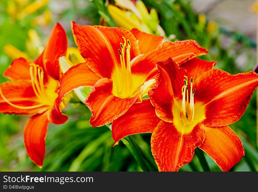 Intensely colored lilies, close-up, garden. Intensely colored lilies, close-up, garden.