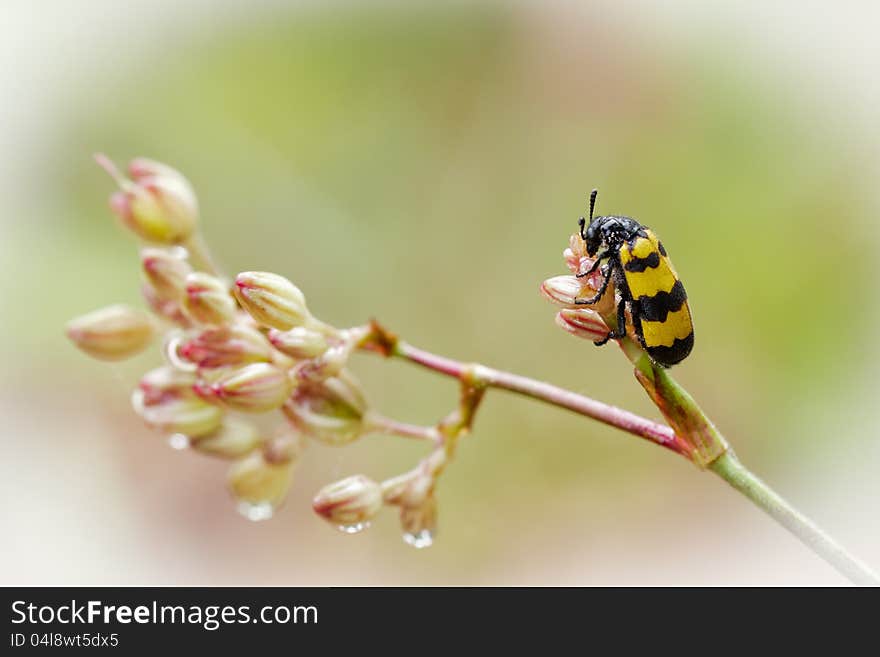 Macro mylabris on flower in the forest with water drop