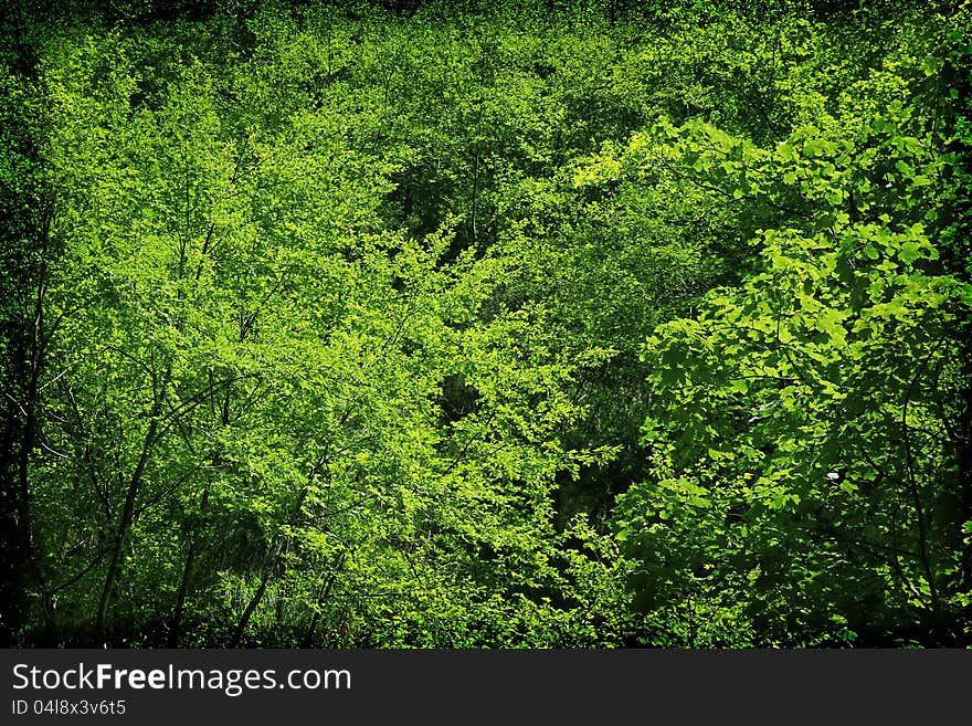 A view of a forest. A view of a forest