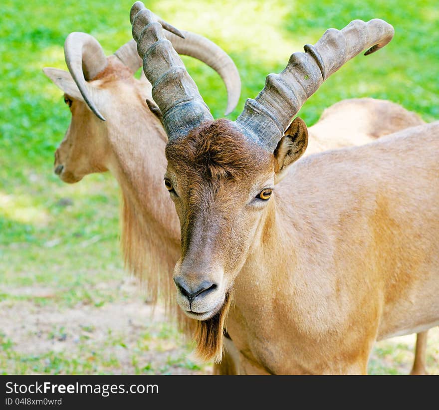 Mountain goat looking directly at the camera. He has a big beautiful horns and confident look.