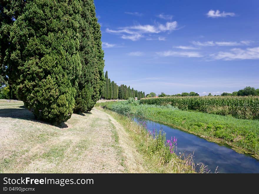 Row of Cypresses Along a Brook